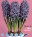 hyacinth Blue Jacket.jpg